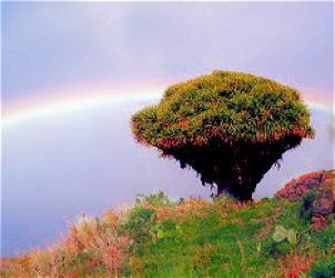 dragon_tree_2.jpg