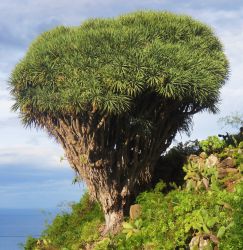 dragon_tree_3.jpg