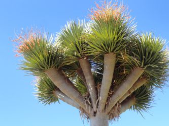 dragon_tree_4.jpg